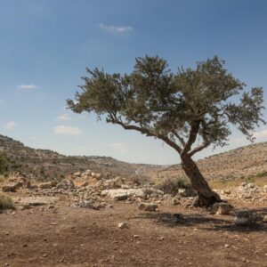 צלמירי בית אריה